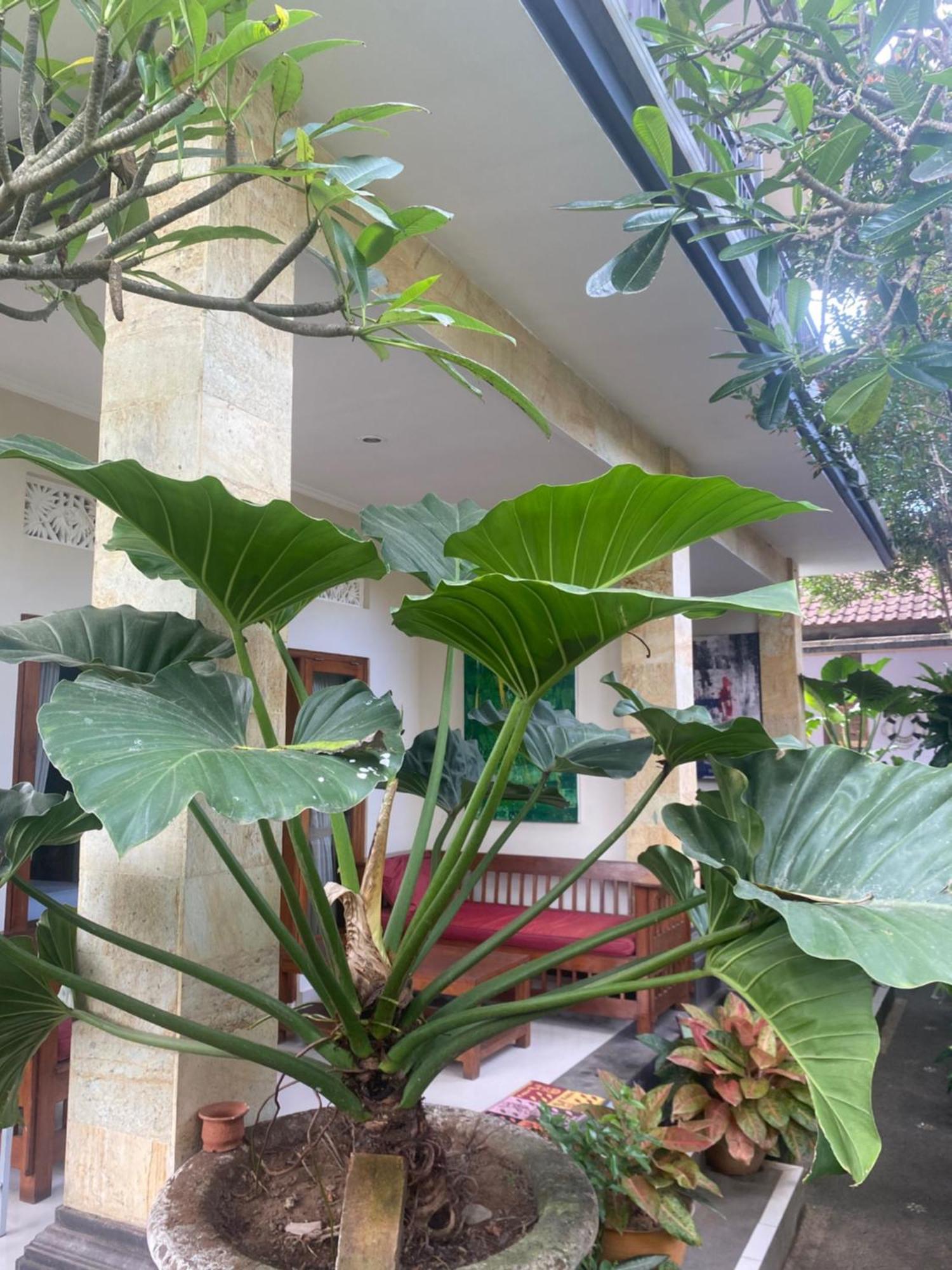 אובוד Gus Arditya Homestay מראה חיצוני תמונה
