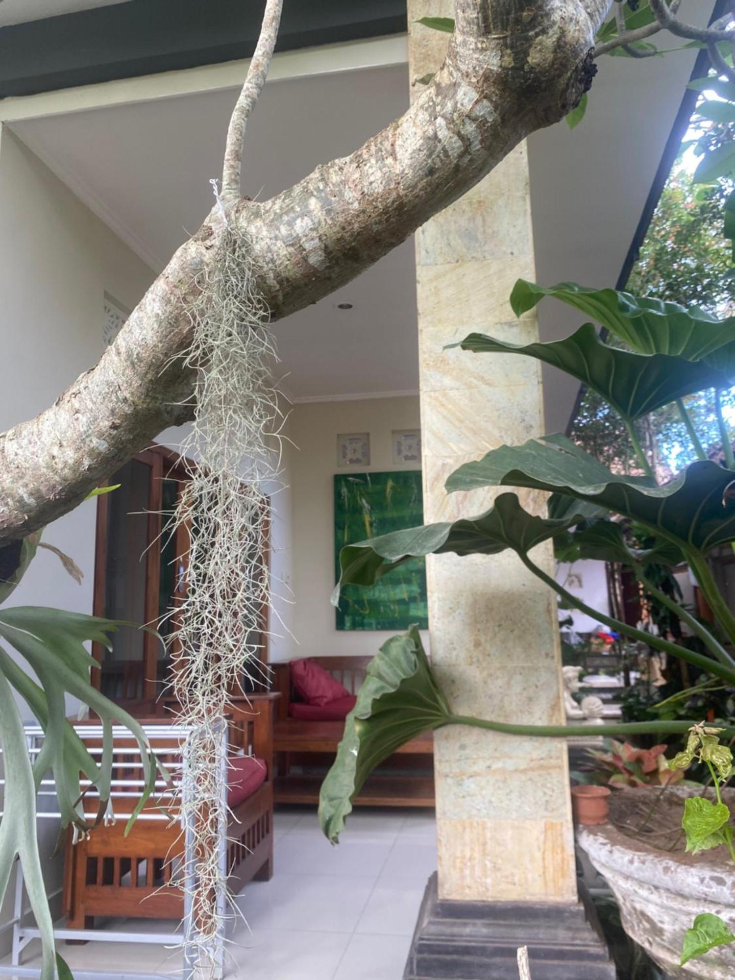 אובוד Gus Arditya Homestay מראה חיצוני תמונה