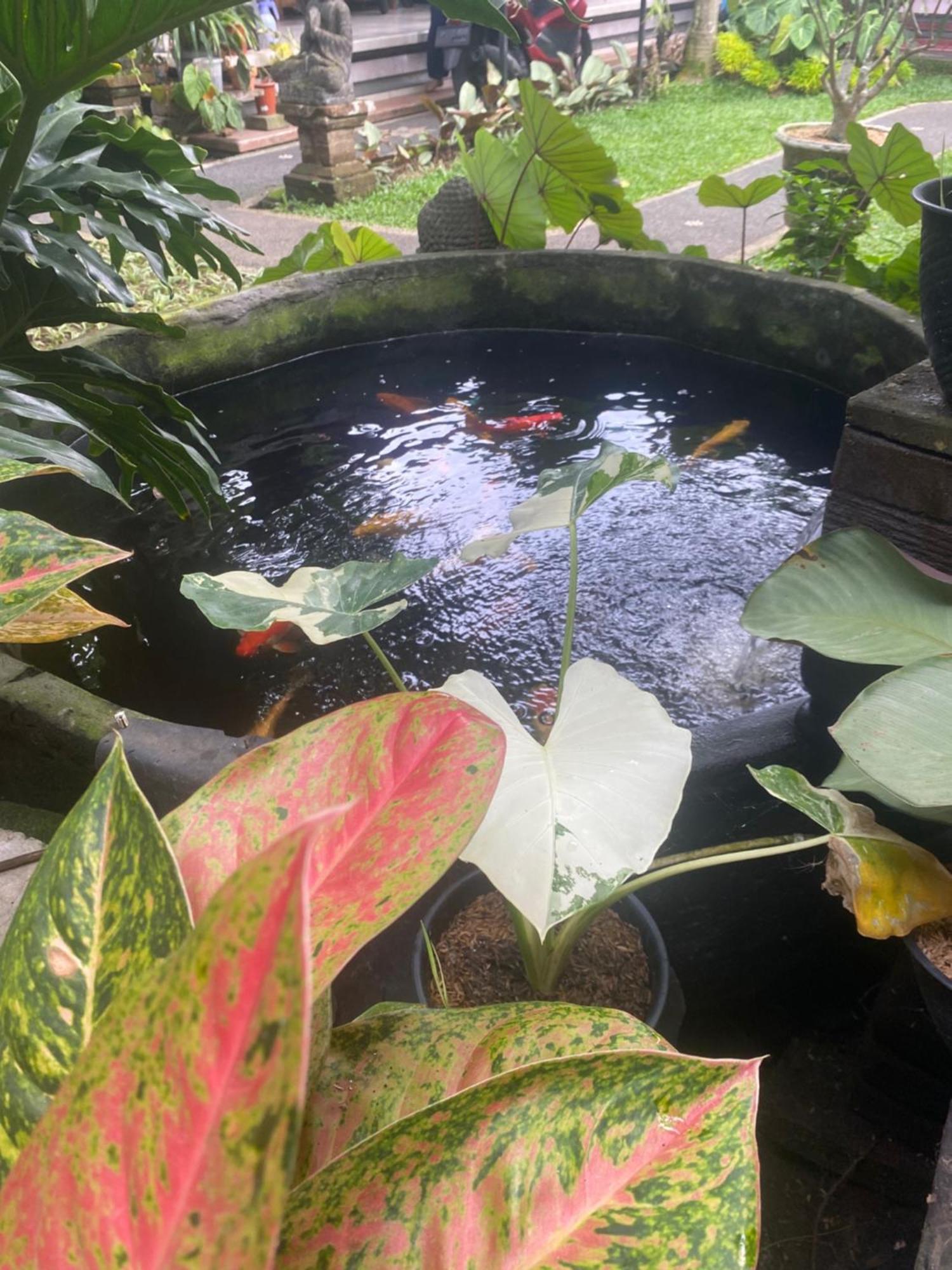 אובוד Gus Arditya Homestay מראה חיצוני תמונה